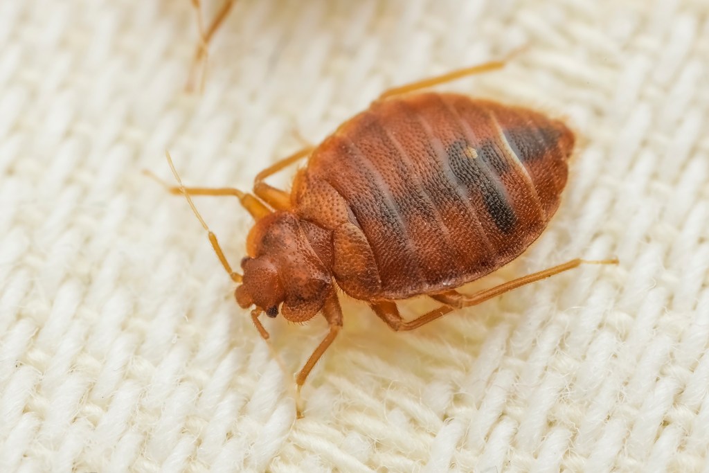 We specialize in treating for bed bugs