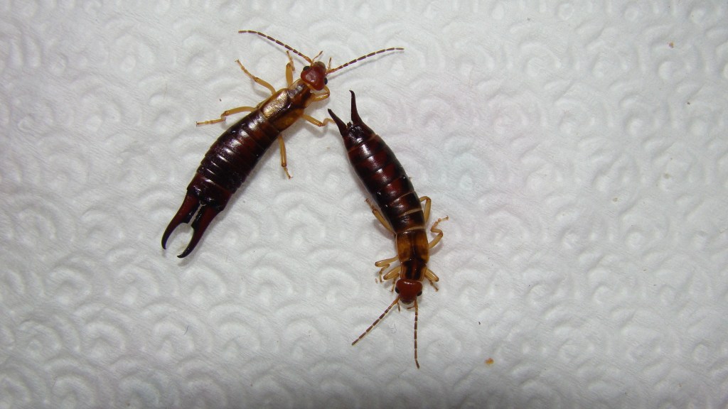 We specialize in treating for Earwigs