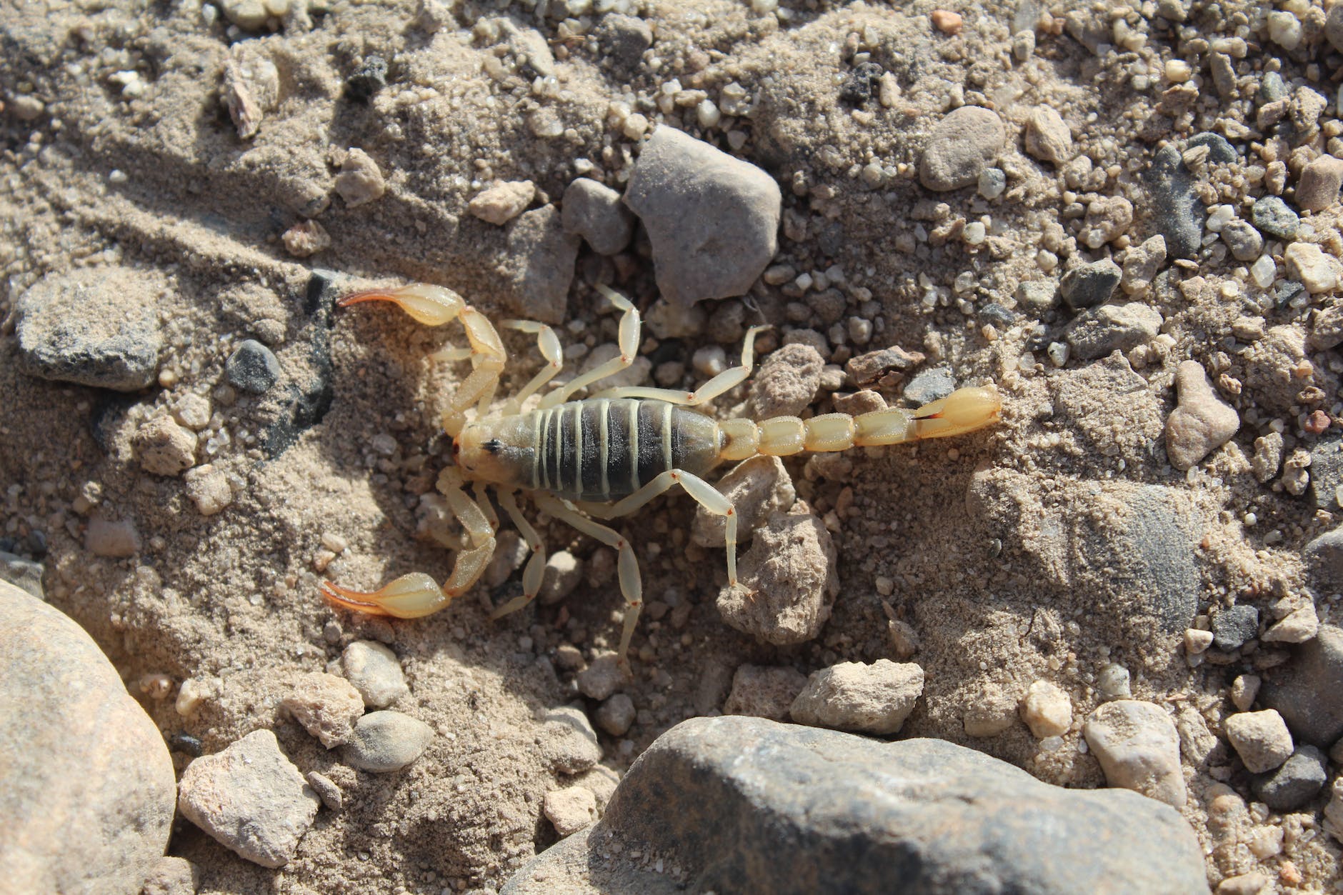 close up shot of a scorpion