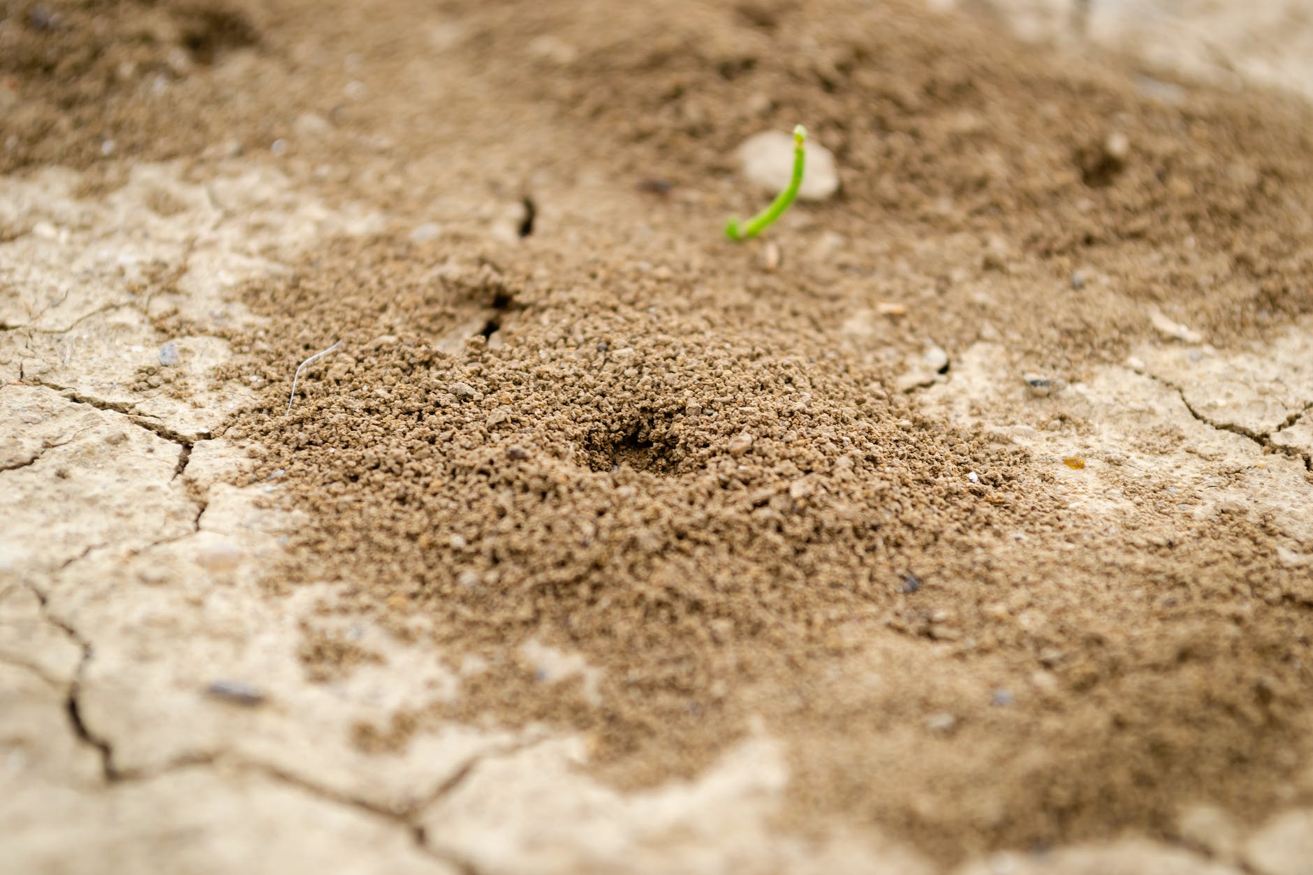 close up image of anthill in soil