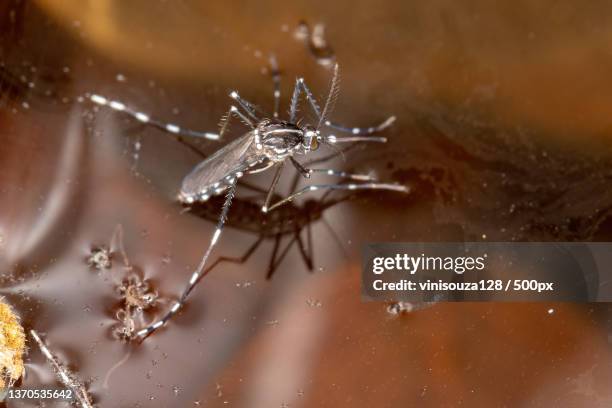 Adult Asian Tiger Mosquito of the species Aedes albopictus - Next Level Scorpion and Pest Control